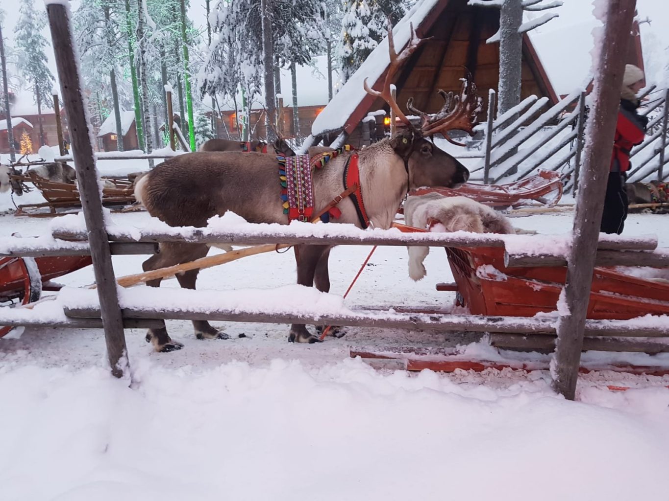 Reindeer Rentier Lappland Rovaniemi