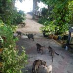 Katzen auf Pulau Tioman