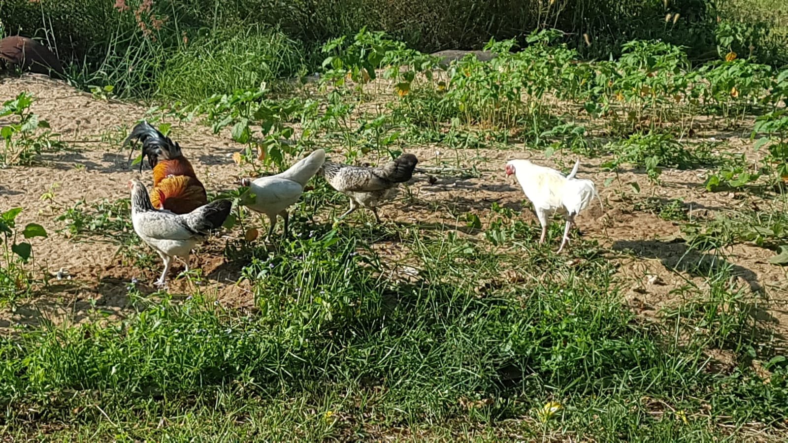 Hühner auf Pulau Tioman