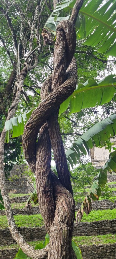 Baum im Dschungel