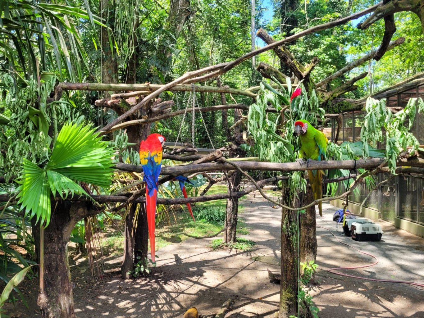 Aras in Costa Rica