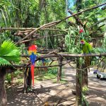 Aras in Costa Rica
